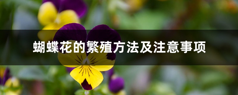 <a href='https://www.861230.com/guanhuazhiwu/6601.html' target='_blank'><u>蝴蝶花</u></a>的繁殖方法及注意事项