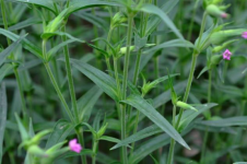 面条菜常见的季节