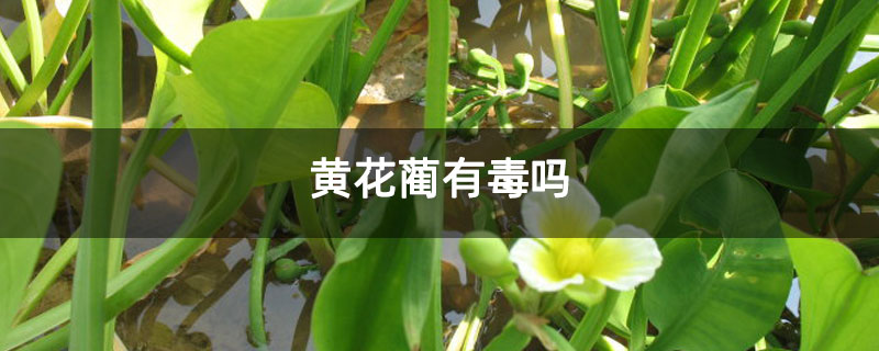 黄花蔺有毒吗