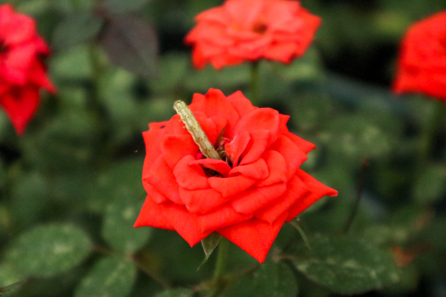 郑州适合养什么花，市花和市树是什么