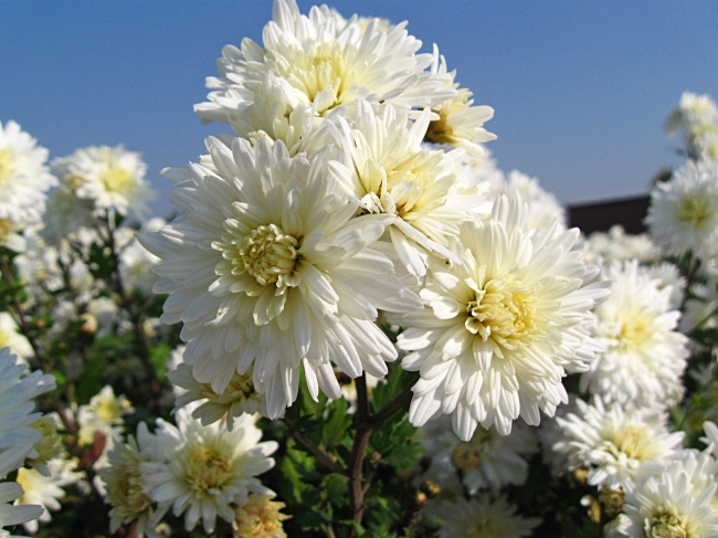 白菊花图片大全 白菊花图片欣赏及资料介绍