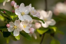 苹果花图片