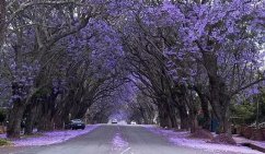 哪些地区适宜种植蓝花楹？