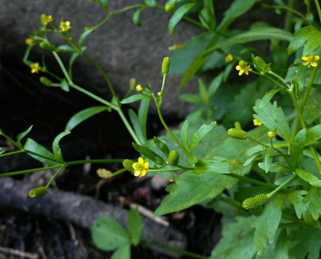 石龙芮