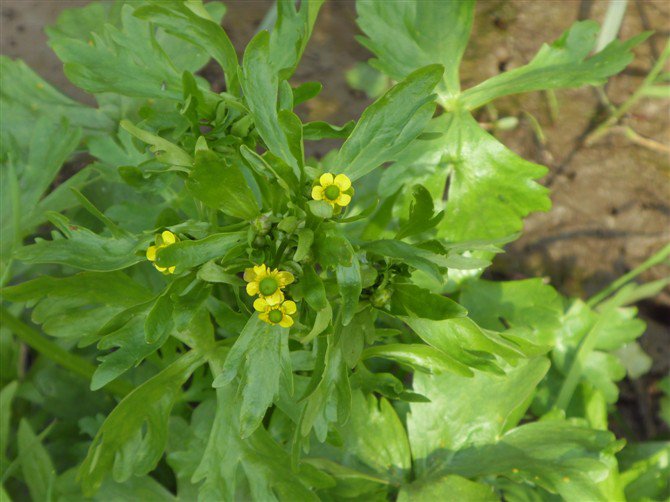 石龙芮图片