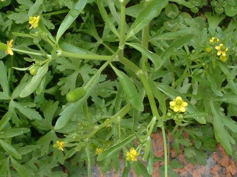 石龙芮图片