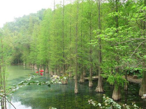 水杉图片