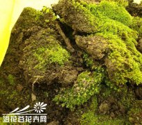 我的自制家肥TOP10-TOP9苔藓