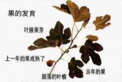 盆栽无花果修剪图解