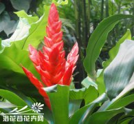 花友谈丽穗凤梨的养殖方法