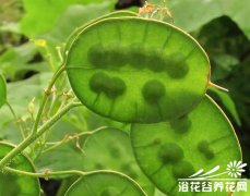 银扇草、金钱花的种植方法