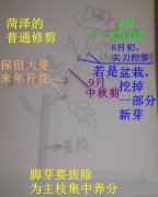 牡丹修剪图解（2种方法）