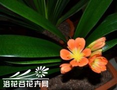 君子兰换盆的方法