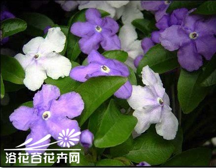 <a href='https://www.861230.com/guanhuazhiwu/6798.html' target='_blank'><u>二色茉莉</u></a>的繁殖栽培