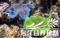 海葵的养护方法喂养篇