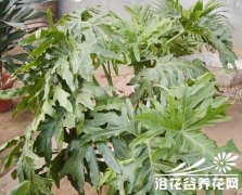 春芋的养护方法