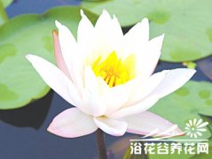 和平莲(peace lily)介绍