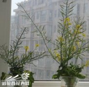 水培白菜的生长阶段和特点