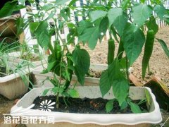 阳台种菜全攻略(一步到位)