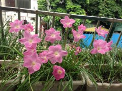 风雨兰夏天怎么浇水